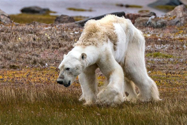 6 powerful photos of environmental dismay to say "Stop, Think, Act"